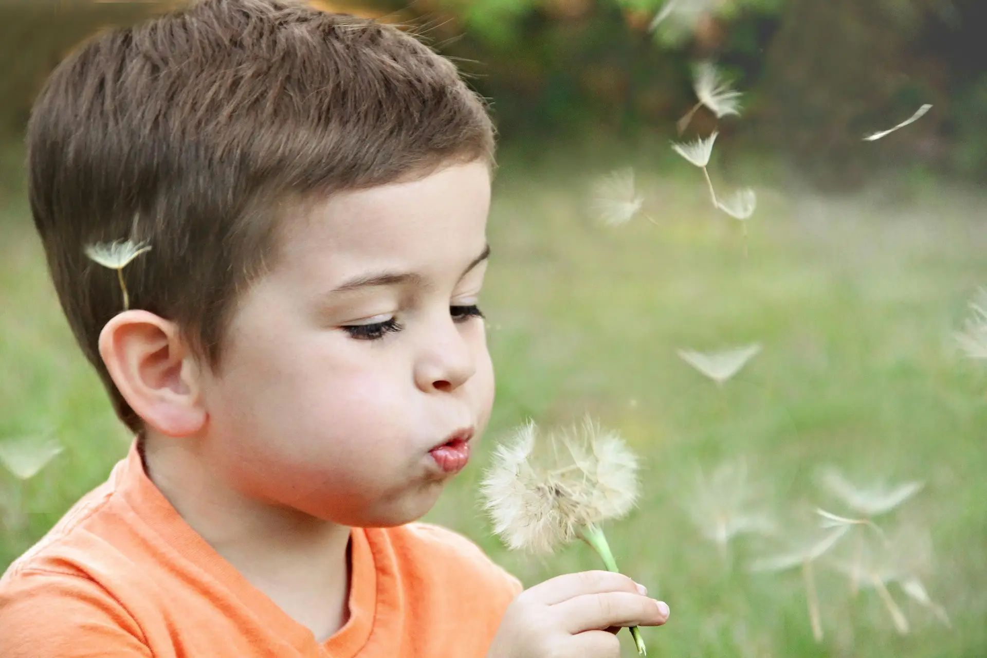 Child blowing dandelion seeds